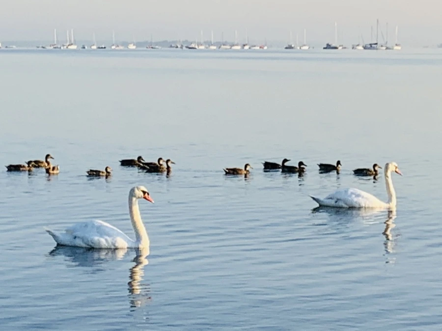 IMG_7385.jpg?type=w966