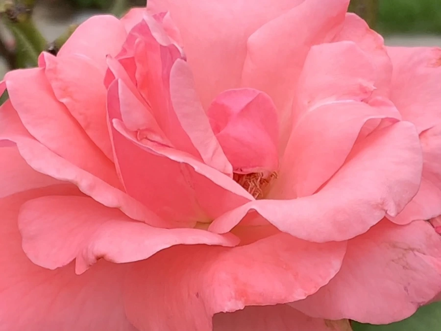 IMG_6043.jpg?type=w966