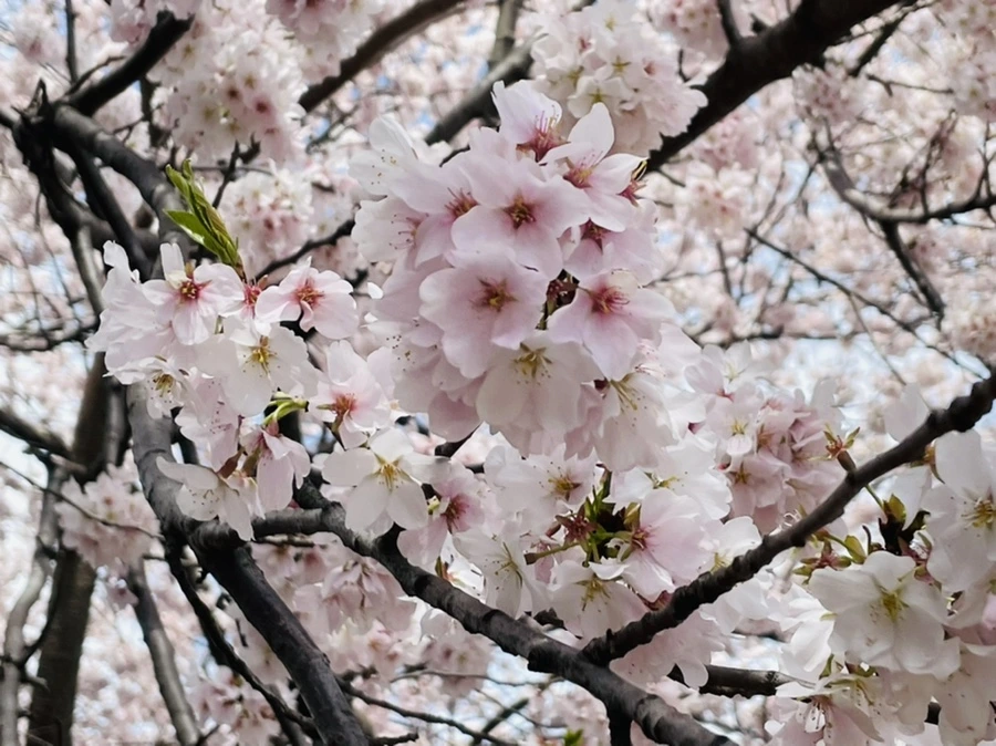 IMG_9820.jpg?type=w966