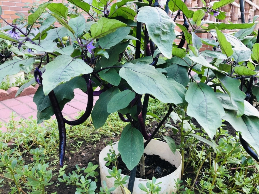 IMG_3587.jpg?type=w966