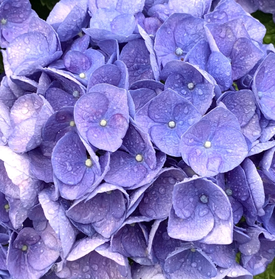 IMG_6189.jpg?type=w966