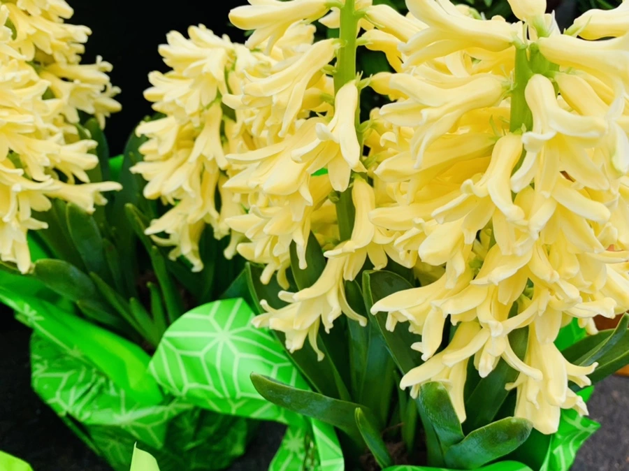 IMG_1735.jpg?type=w966