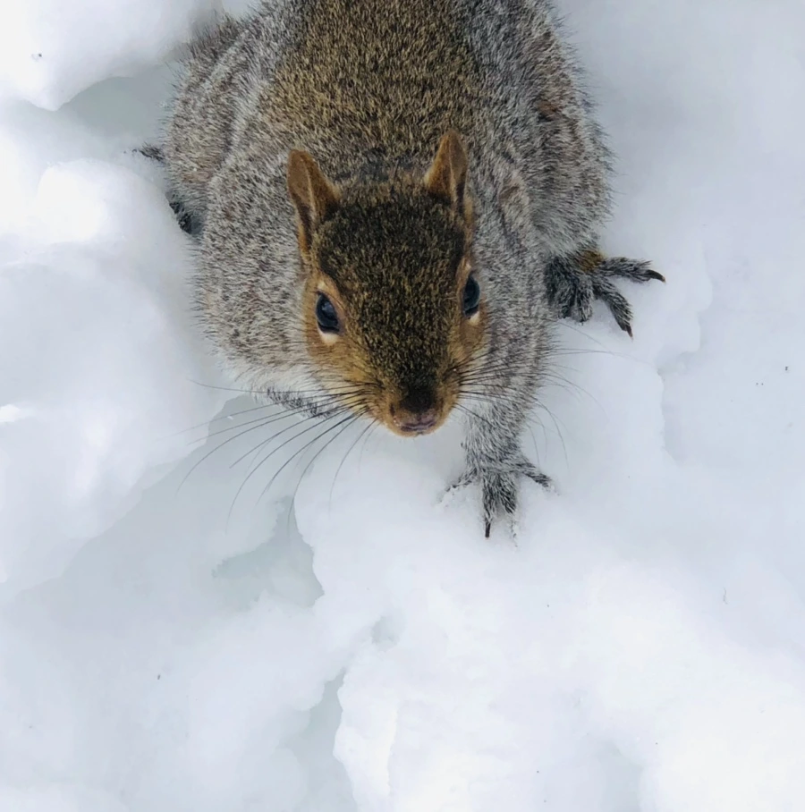 IMG_9245.jpg?type=w966