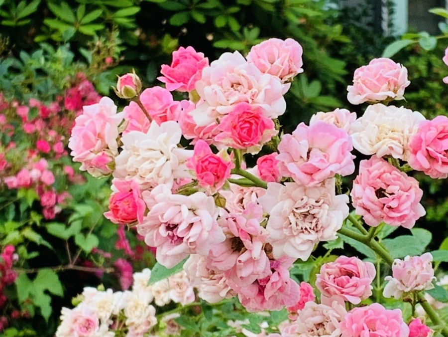 IMG_5022.jpg?type=w966