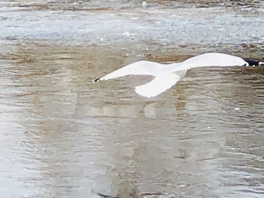 IMG_2135.jpg?type=w966