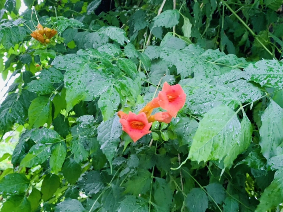 IMG_0051.jpg?type=w966