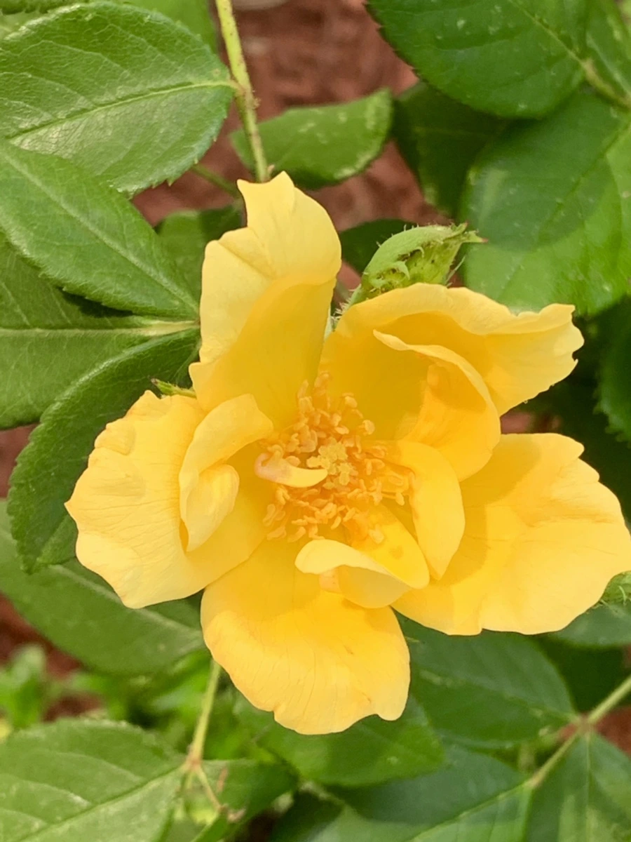 IMG_5962.jpg?type=w966