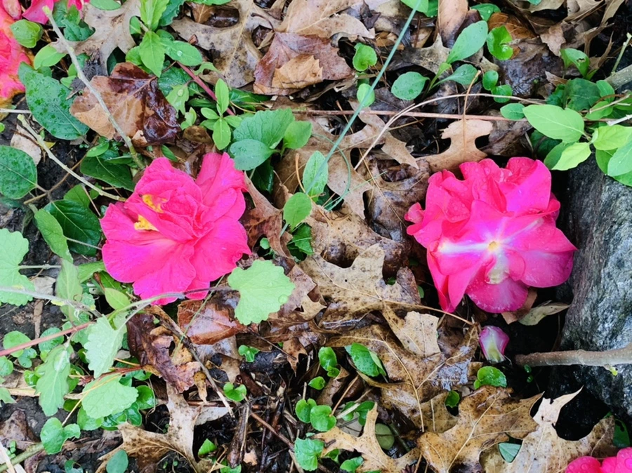 IMG_1355.jpg?type=w966