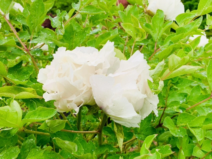 IMG_9984.jpg?type=w966