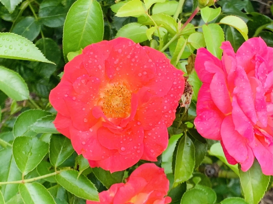 IMG_4957.jpg?type=w966