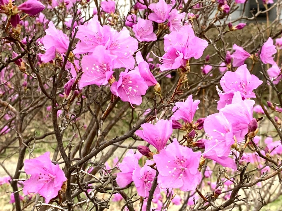 IMG_4770.jpg?type=w966