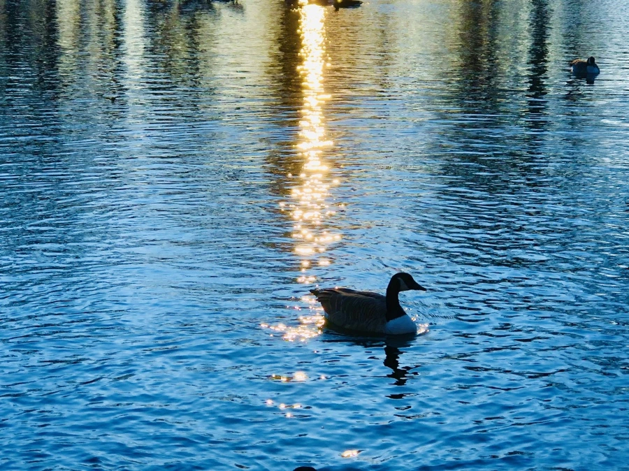 IMG_5962.jpg?type=w966