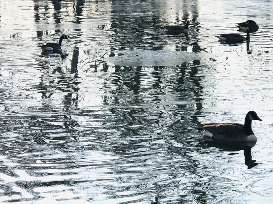 IMG_2684.jpg?type=w966