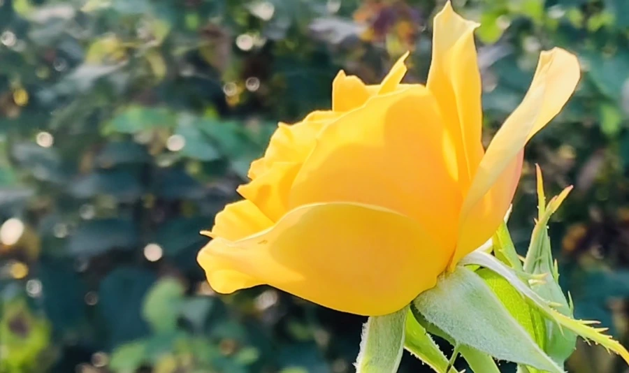 IMG_1205.jpg?type=w966