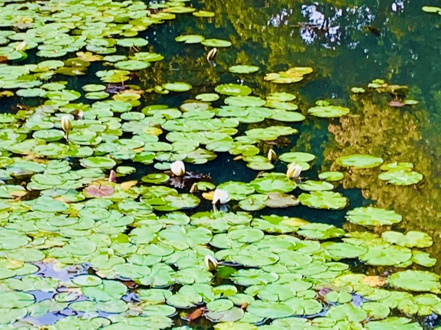 IMG_5555.jpg?type=w966