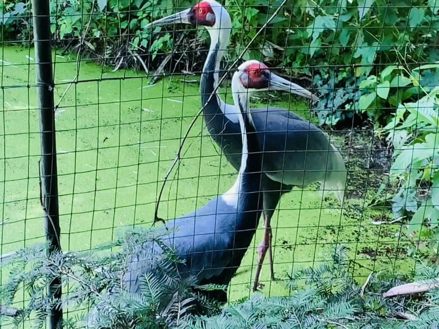 awlvQDIe7ahAPe92yGdz9xAKPMI