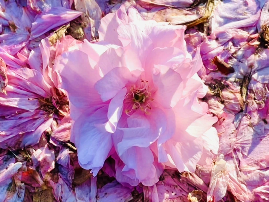 IMG_5924.jpg?type=w966