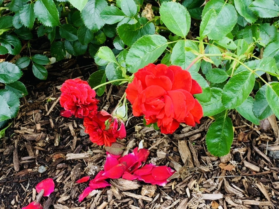 IMG_0437.jpg?type=w966