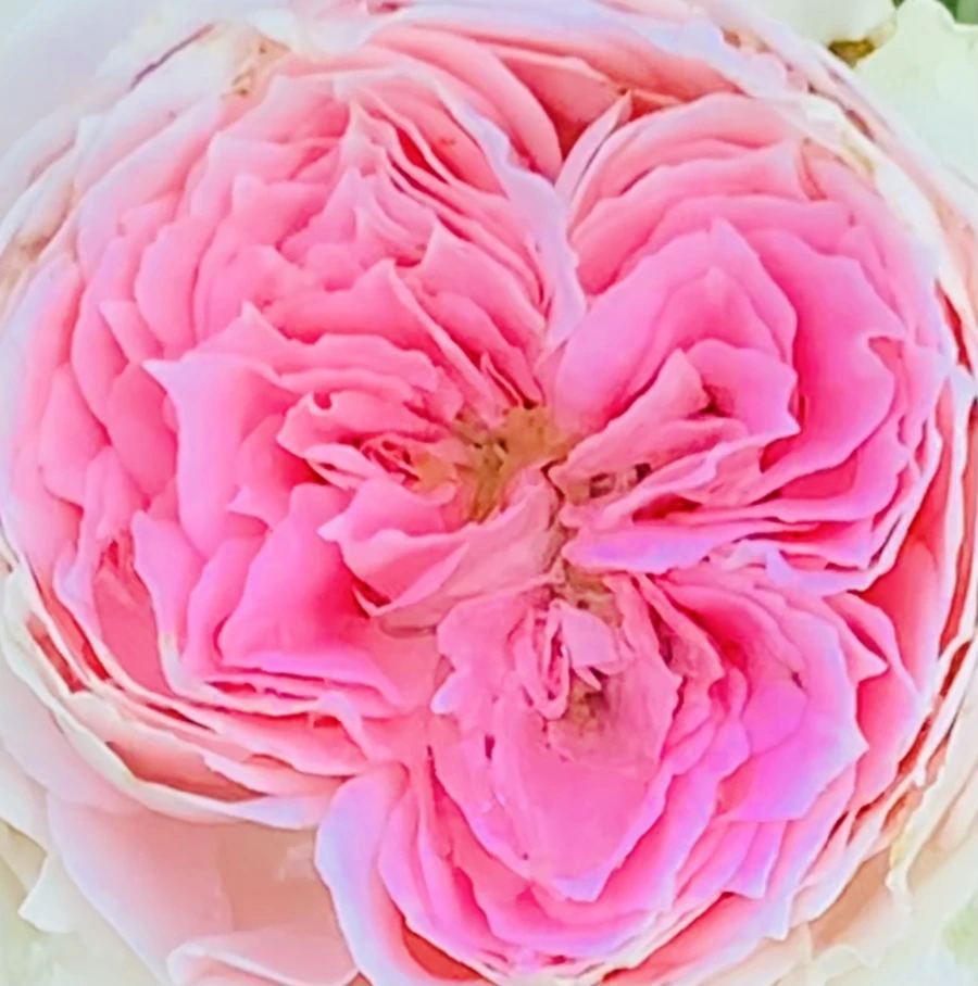 IMG_8440.jpg?type=w966