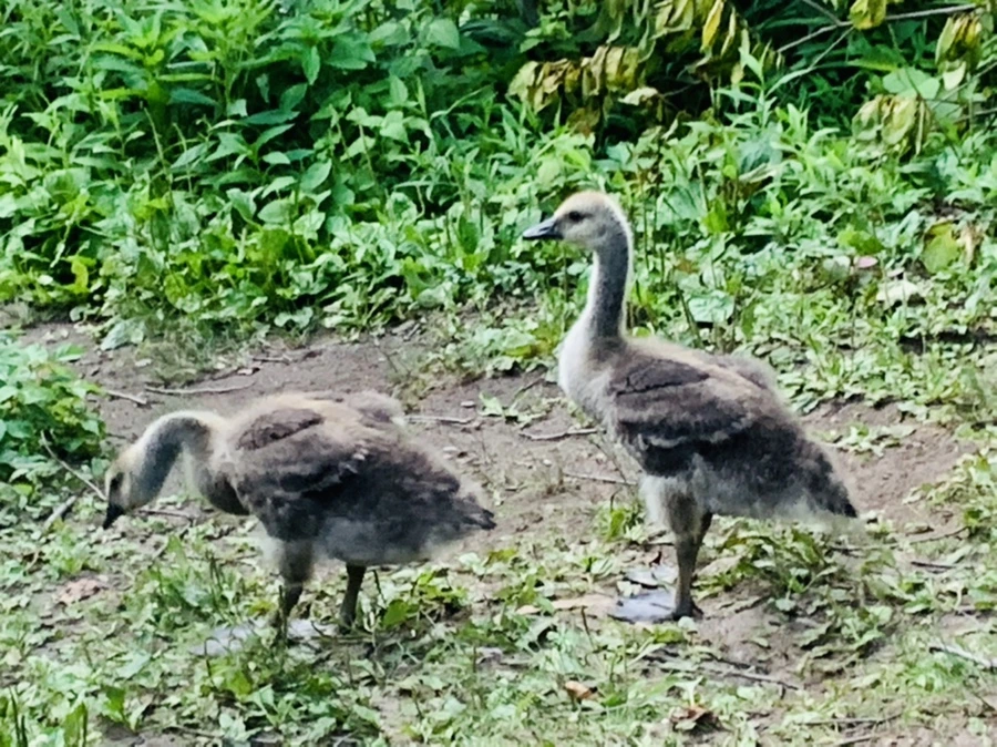 IMG_5589.jpg?type=w966