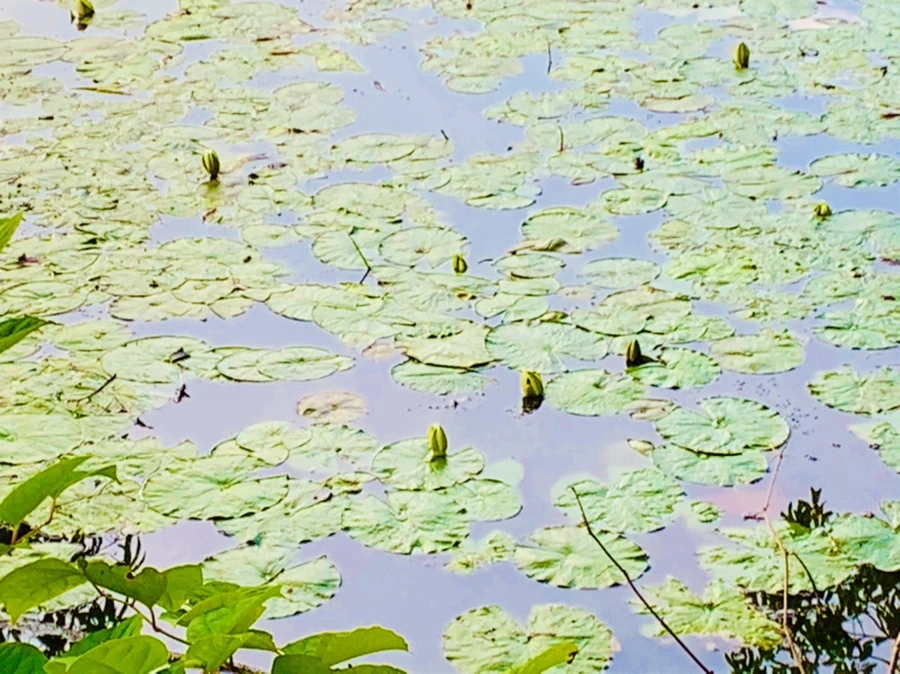 IMG_7867.jpg?type=w966