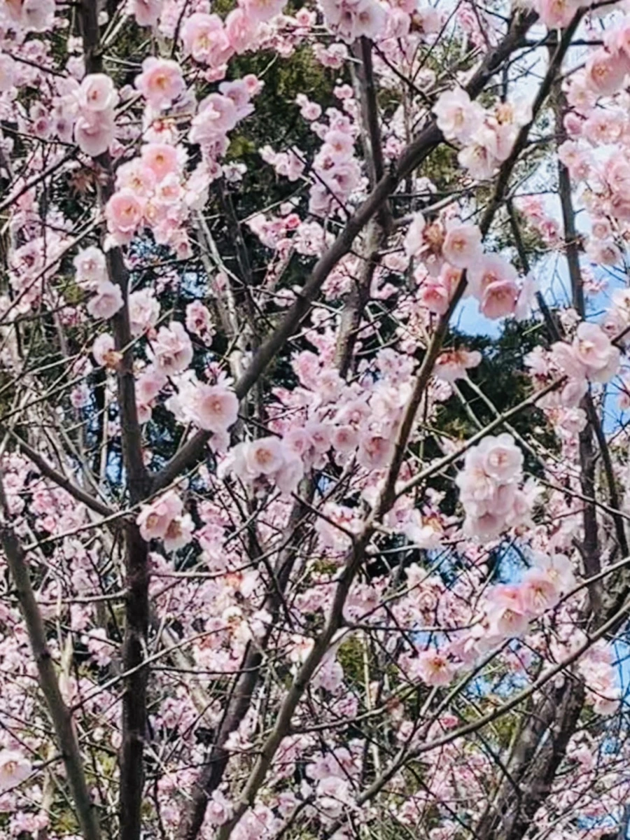 IMG_6629.jpg?type=w966