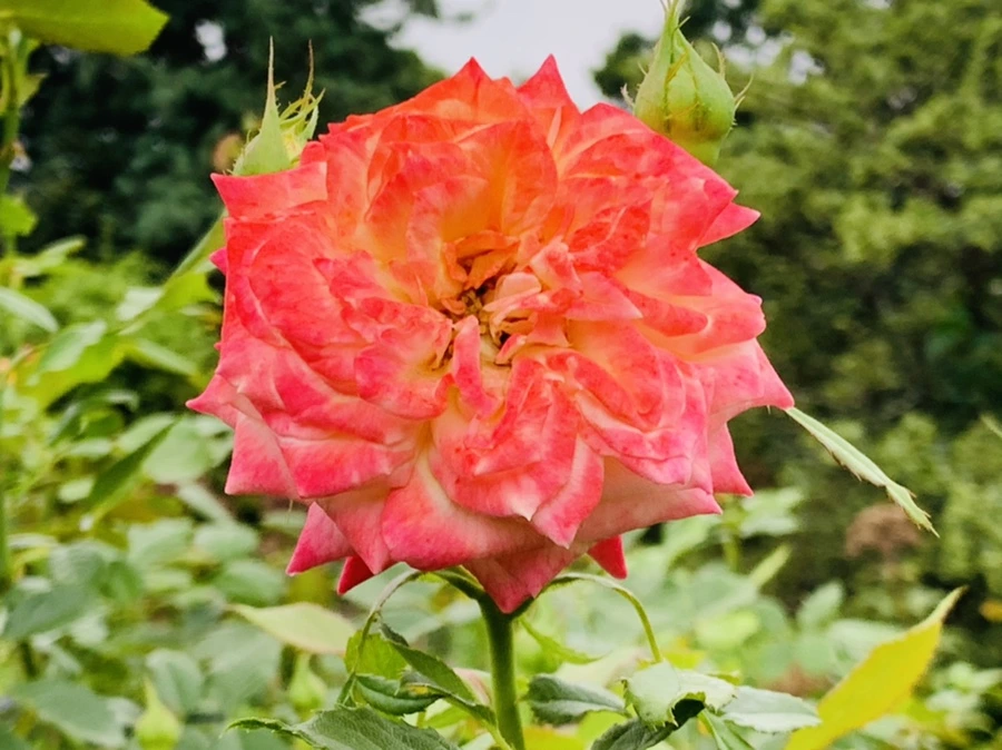 IMG_6908.jpg?type=w966