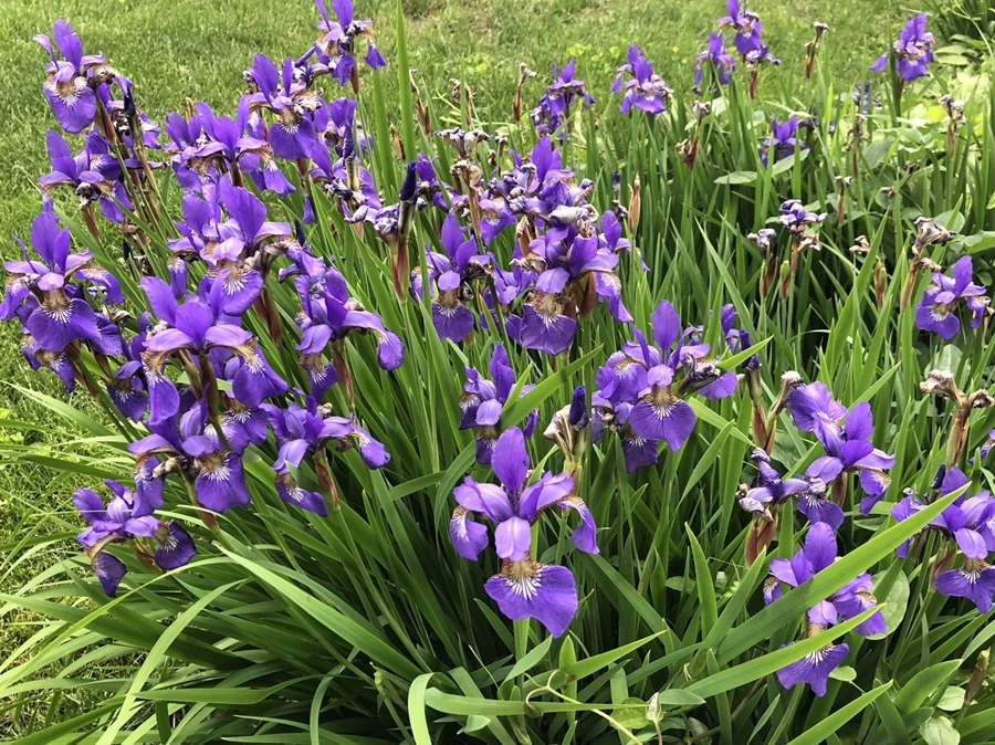 IMG_5262.jpg?type=w966