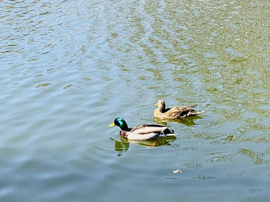 IMG_4433.jpg?type=w966