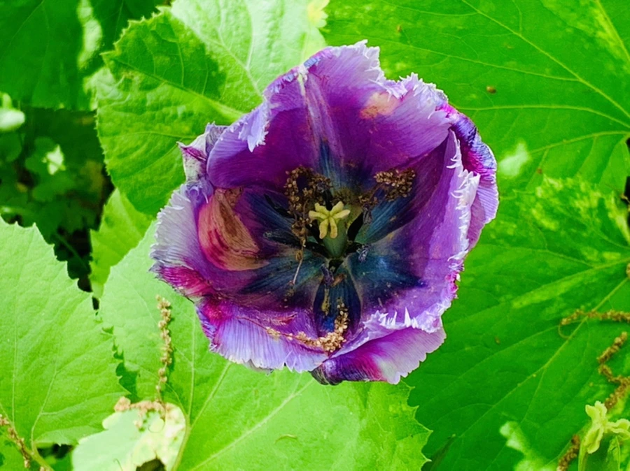 IMG_1431.jpg?type=w966