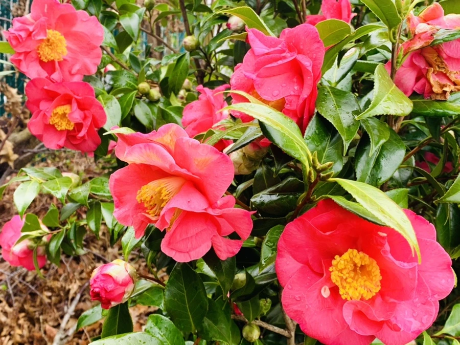 IMG_6250.jpg?type=w966