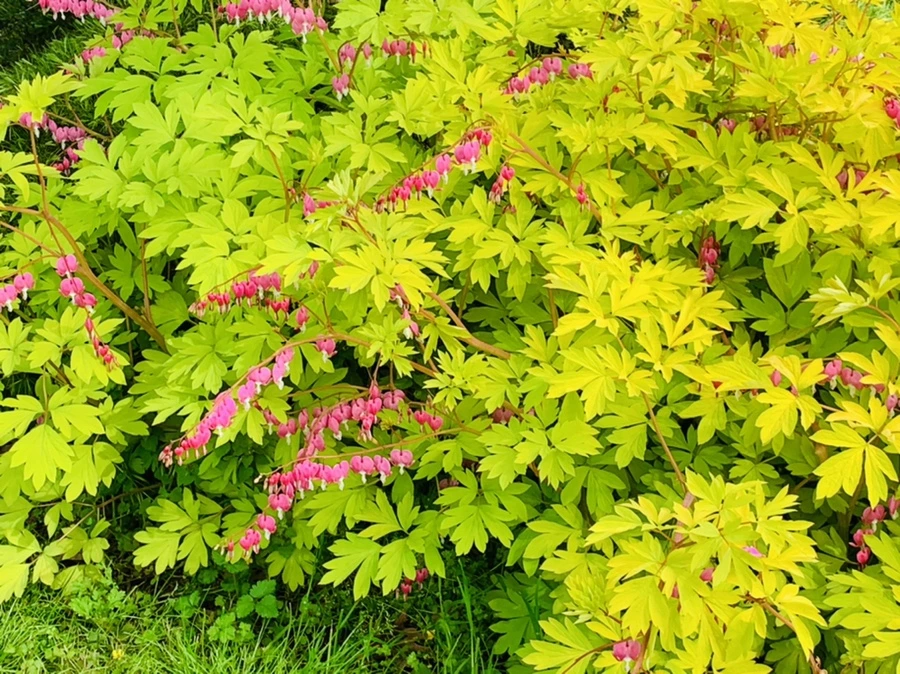 IMG_6980.jpg?type=w966