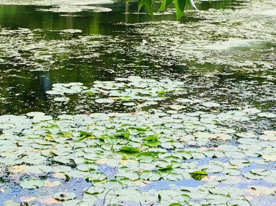 IMG_7522.jpg?type=w966