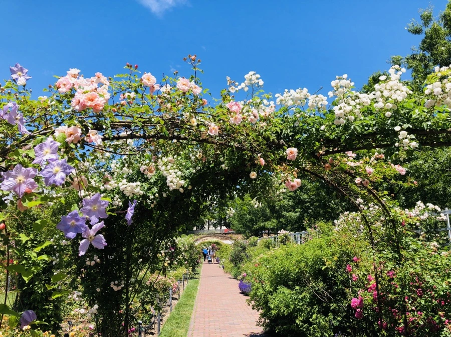 IMG_6003.jpg?type=w966