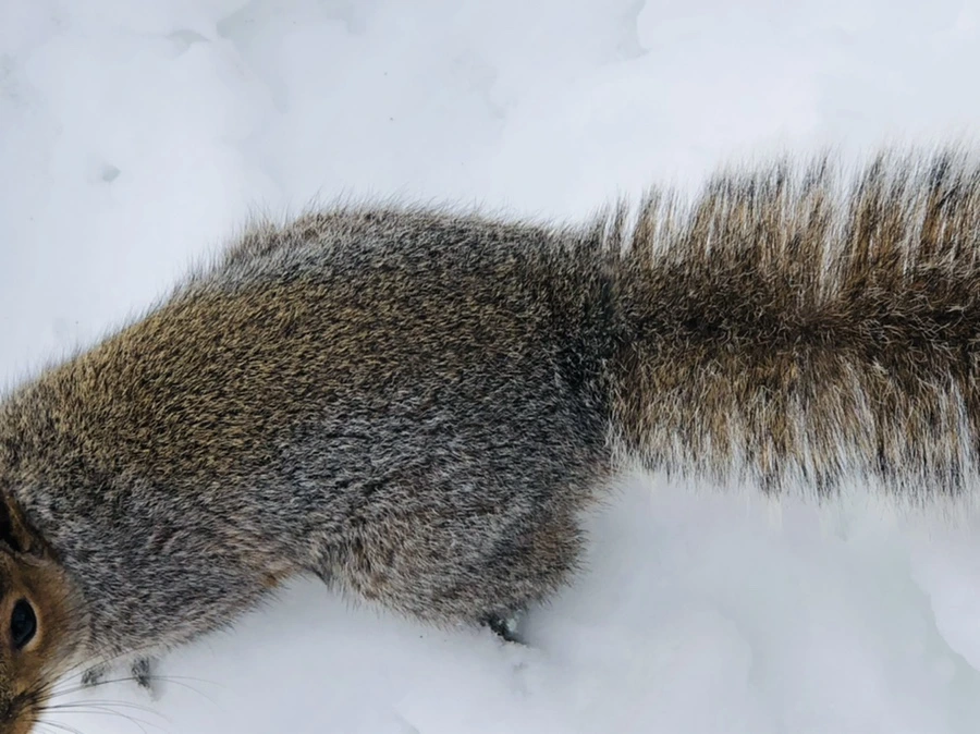 IMG_9247.jpg?type=w966