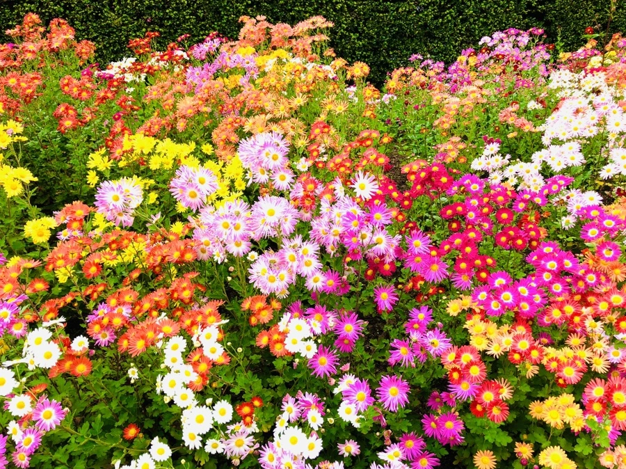 IMG_2490.jpg?type=w966