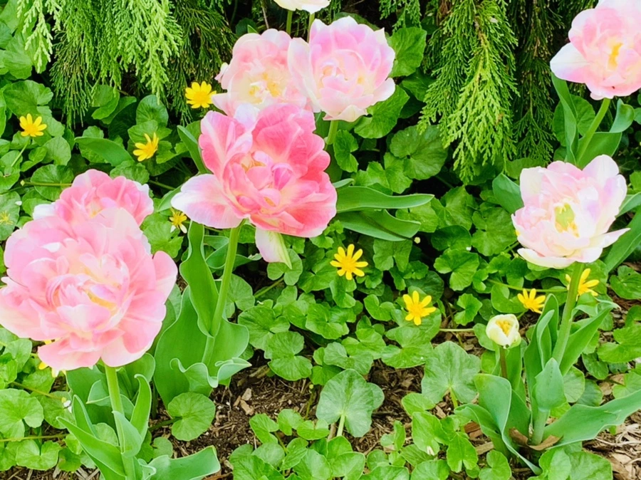 IMG_6982.jpg?type=w966