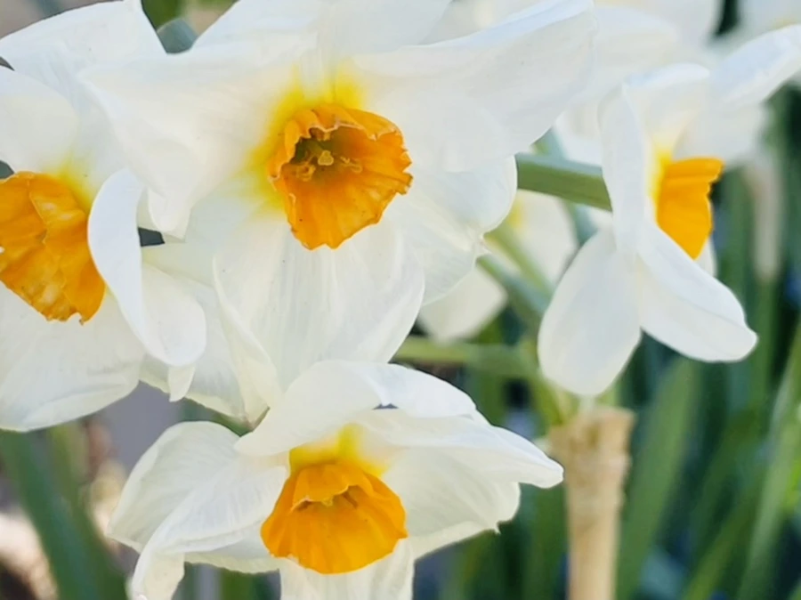 IMG_2061.jpg?type=w966