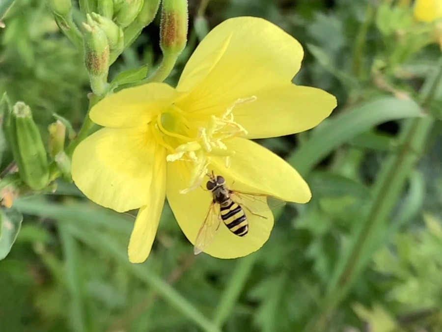 IMG_7858.jpg?type=w966