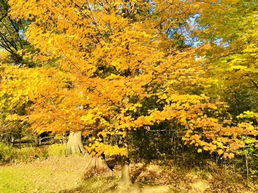 IMG_1834.jpg?type=w966