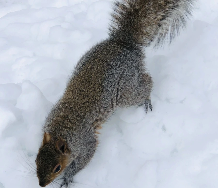 IMG_9241.jpg?type=w966