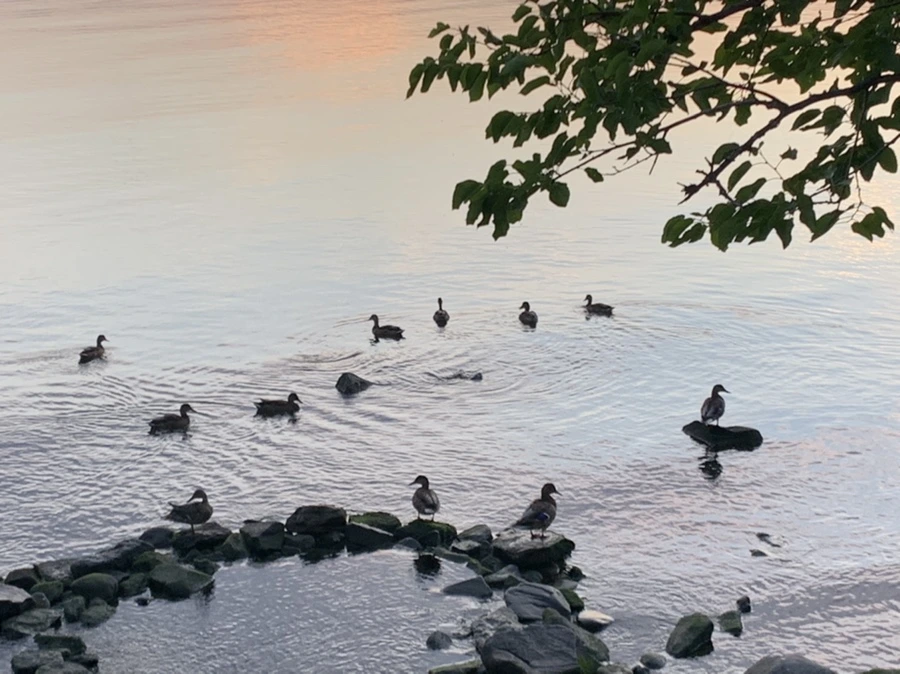 IMG_1192.jpg?type=w966