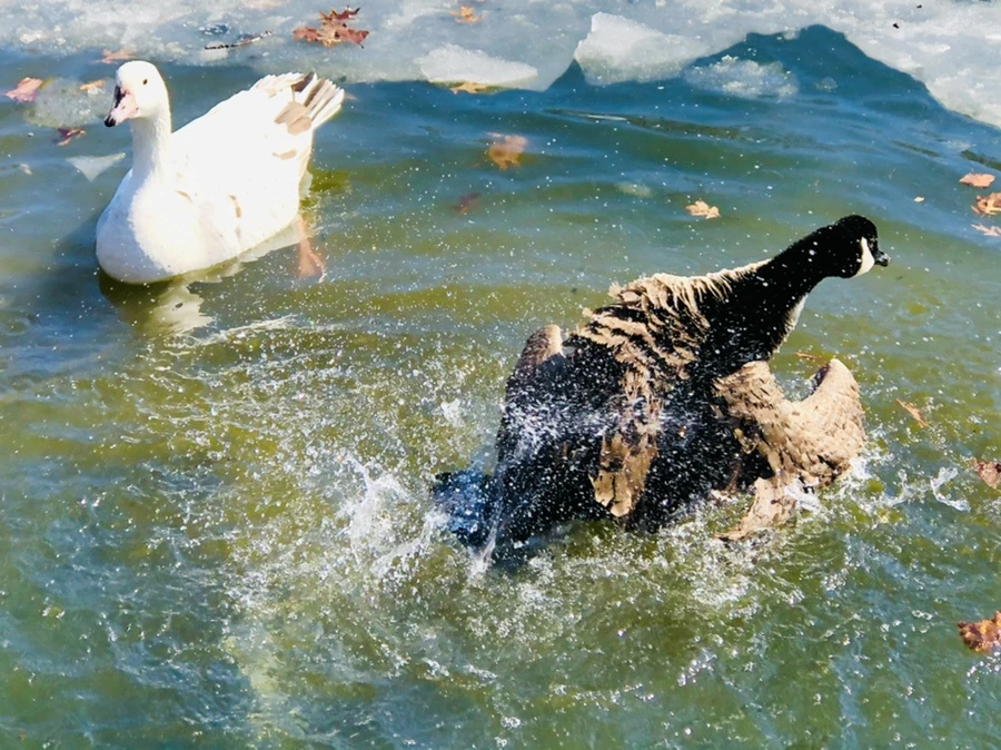 IMG_5196.jpg?type=w966