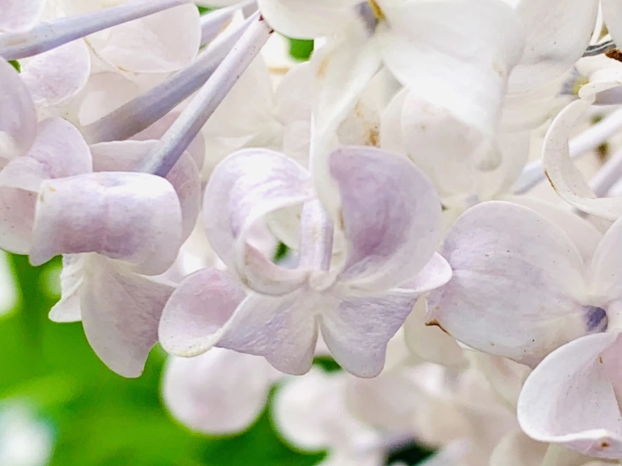 IMG_1018.jpg?type=w966