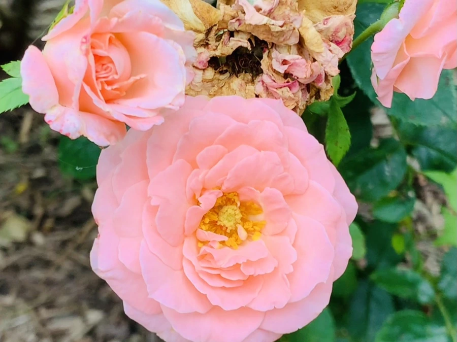 IMG_5077.jpg?type=w966