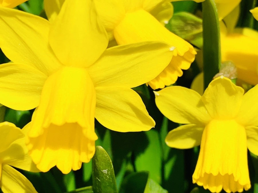 IMG_3398.jpg?type=w966