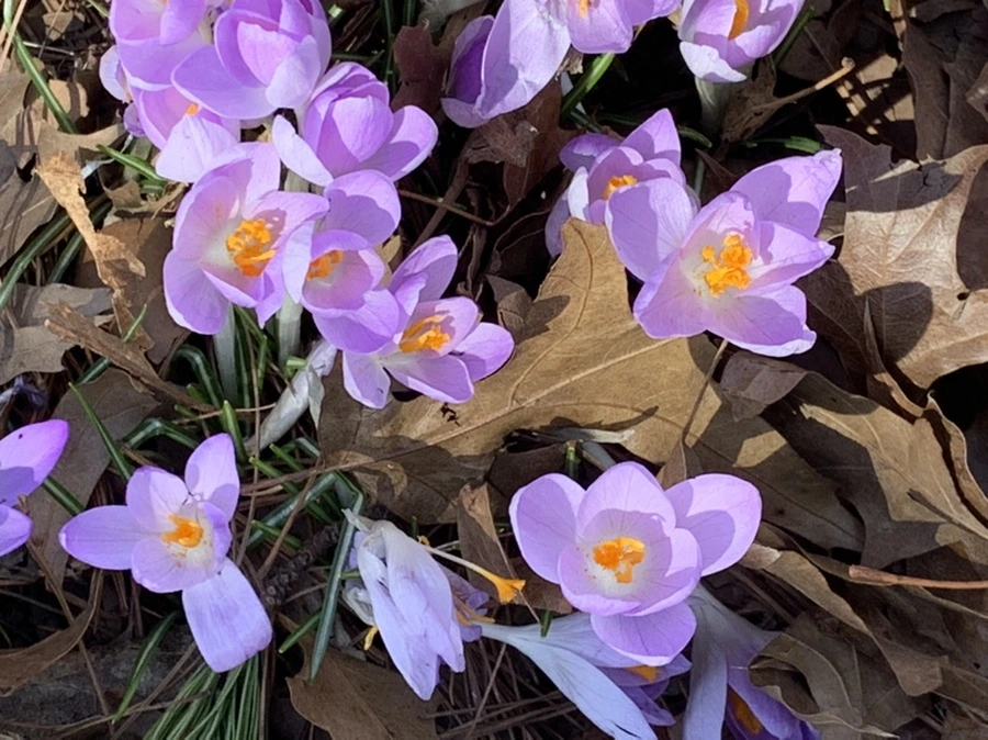 IMG_1293.jpg?type=w966