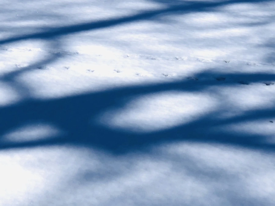 IMG_3944.jpg?type=w966