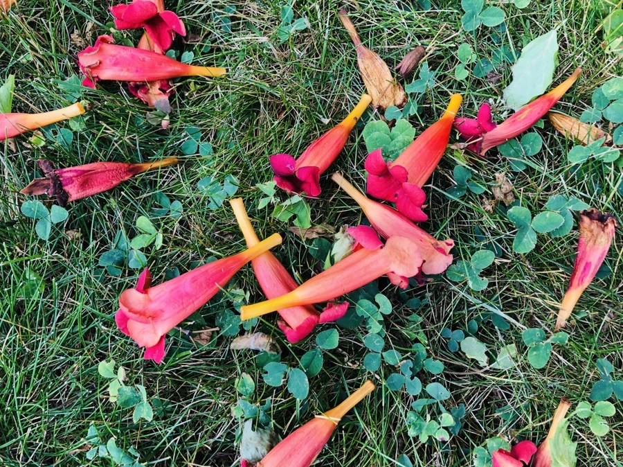 IMG_2043.jpg?type=w966