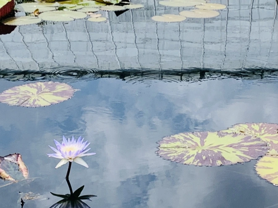 IMG_9125.jpg?type=w966